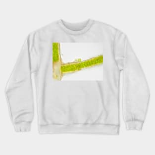Plant cells under the microscope, showing chlorophyll content Crewneck Sweatshirt